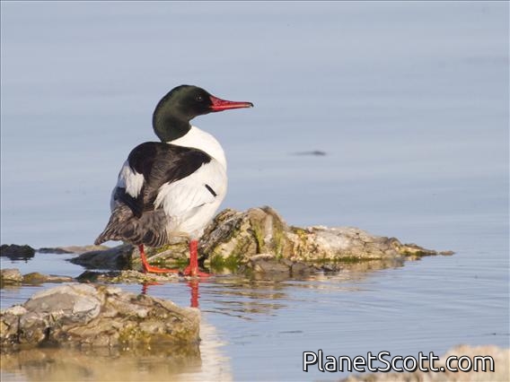 Common Merganser (Mergus merganser)