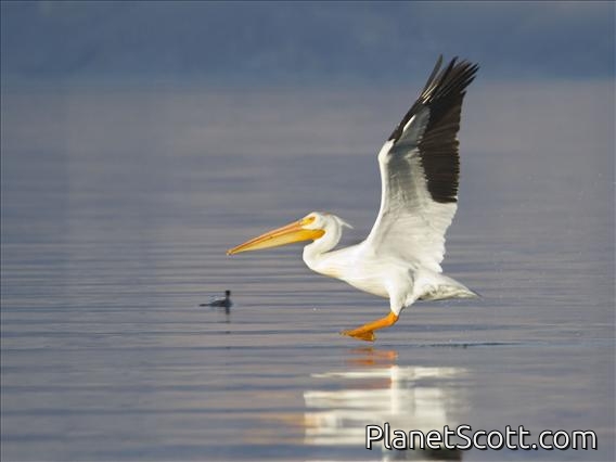American White Pelican (Pelecanus erythrorhynchos)