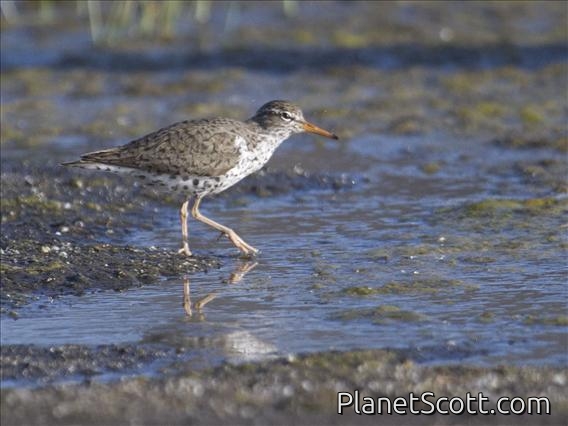 Spotted Sandpiper (Actitis macularius)