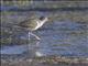 Spotted Sandpiper (Actitis macularius)