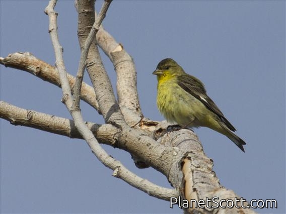 Lesser Goldfinch (Spinus psaltria)