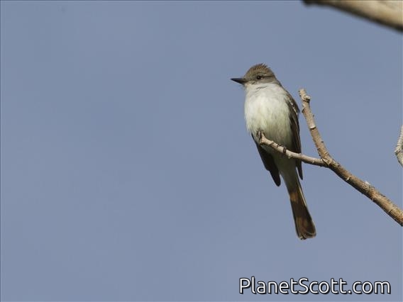 Ash-throated Flycatcher (Myiarchus cinerascens)