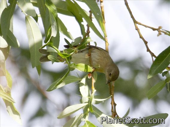 Lazuli Bunting (Passerina amoena) - Female