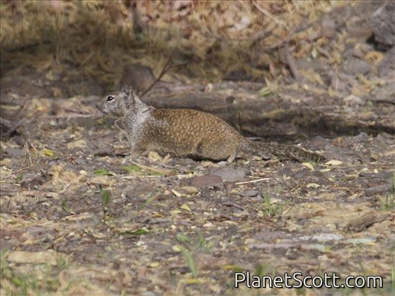 California Ground Squirrel (Otospermophilus beecheyi)