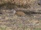 California Ground Squirrel (Otospermophilus beecheyi)