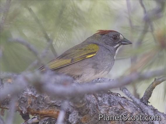 Green-tailed Towhee (Pipilo chlorurus)