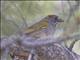 Green-tailed Towhee (Pipilo chlorurus)