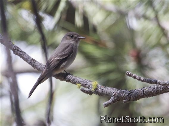 Western Wood-Pewee (Contopus sordidulus)