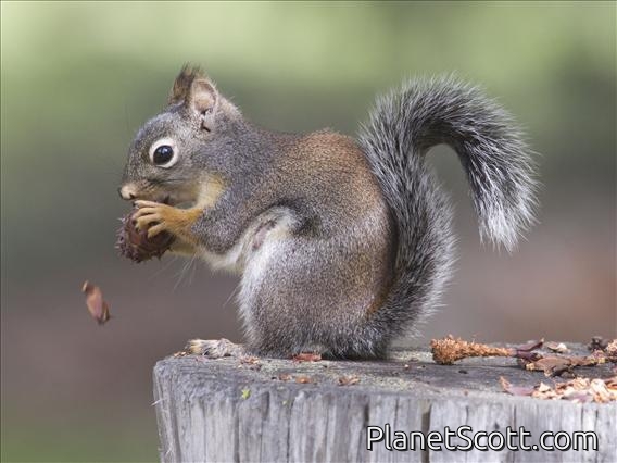 Douglas Squirrel (Tamiasciurus douglasii)