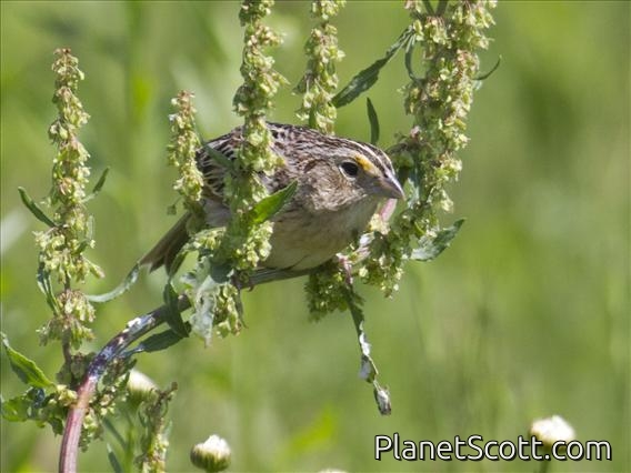 Grasshopper Sparrow (Ammodramus savannarum)
