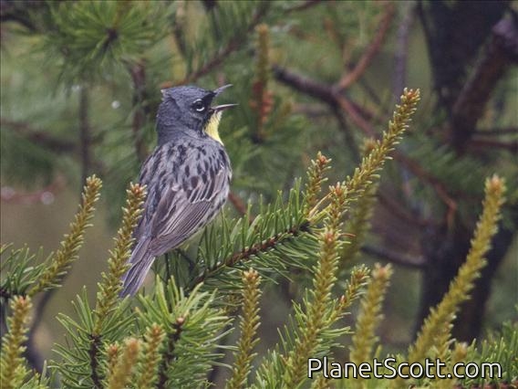 Kirtland's Warbler (Setophaga kirtlandii)