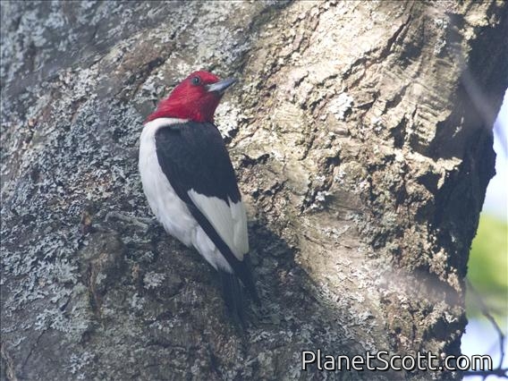 Red-headed Woodpecker (Melanerpes erythrocephalus)