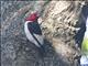 Red-headed Woodpecker (Melanerpes erythrocephalus)