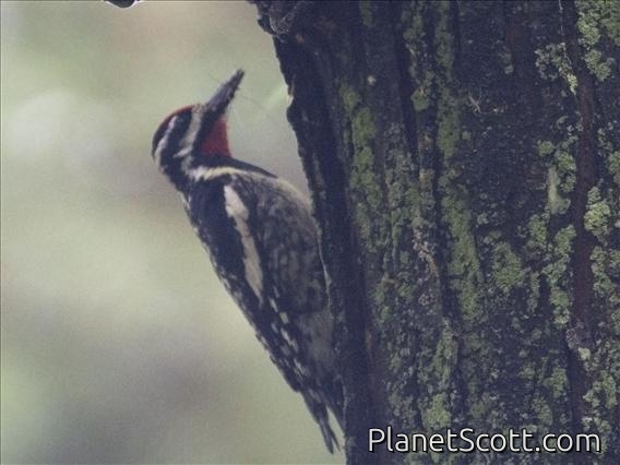 Yellow-bellied Sapsucker (Sphyrapicus varius)