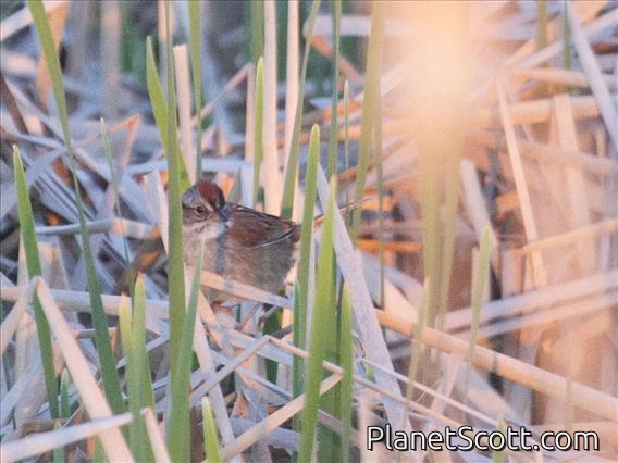 Swamp Sparrow (Melospiza georgiana)