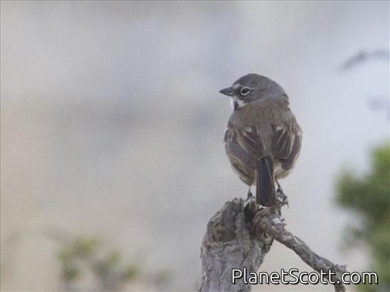 Bell's Sparrow (Artemisiospiza belli)
