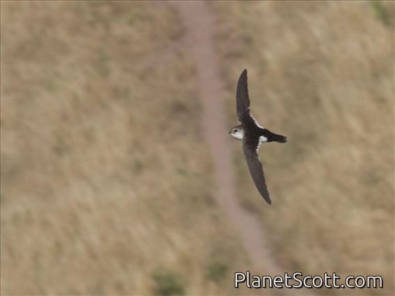 White-throated Swift (Aeronautes saxatalis)