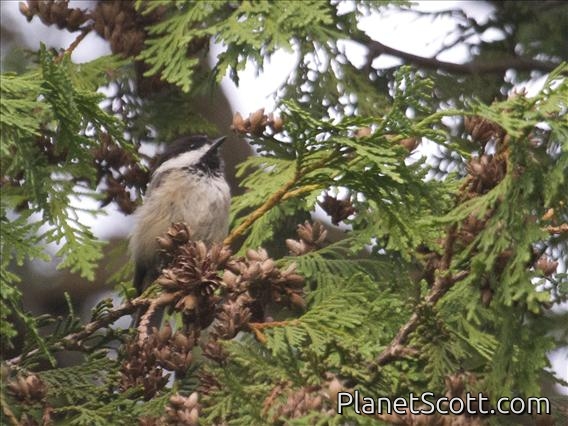 Black-capped Chickadee (Poecile atricapillus)