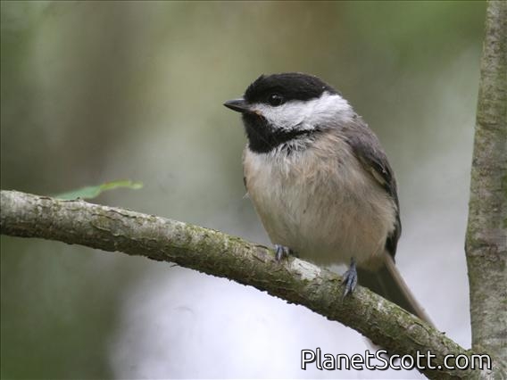 Carolina Chickadee (Poecile carolinensis)