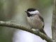 Carolina Chickadee (Poecile carolinensis)