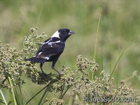Bobolink (Dolichonyx oryzivorus)