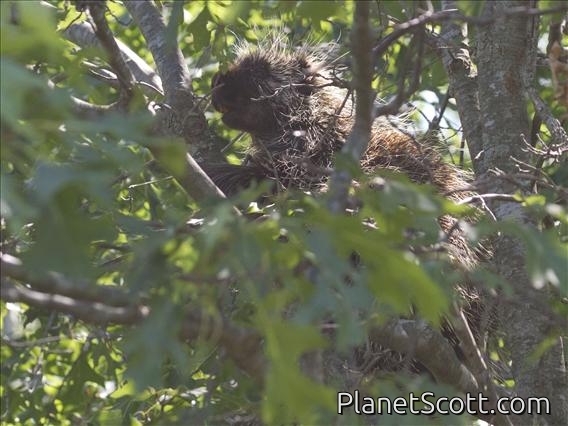 North American Porcupine (Erethizon dorsatum)