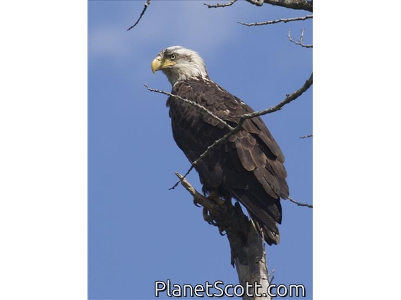 Bald Eagle (Haliaeetus leucocephalus)