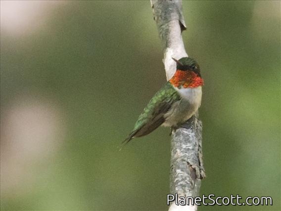 Ruby-throated Hummingbird (Archilochus colubris)