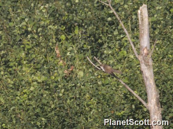 Black-billed Cuckoo (Coccyzus erythropthalmus)