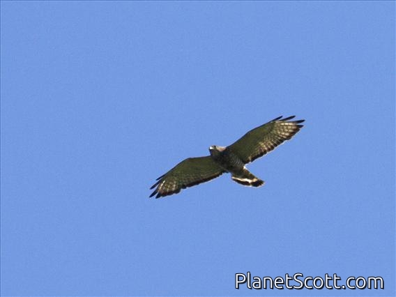 Broad-winged Hawk (Buteo platypterus)