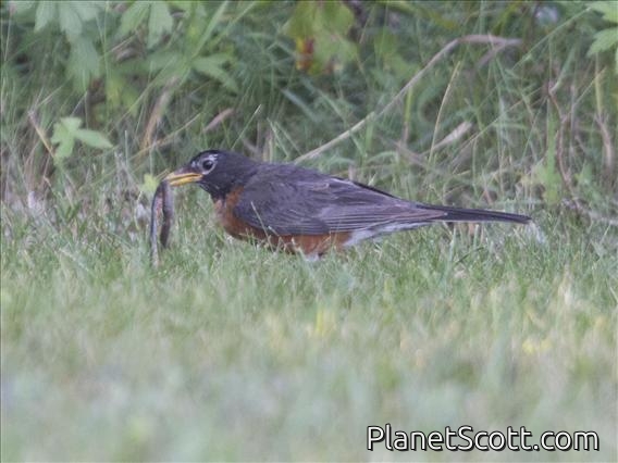 American Robin (Turdus migratorius)