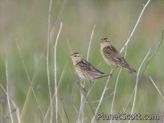 Bobolink (Dolichonyx oryzivorus)