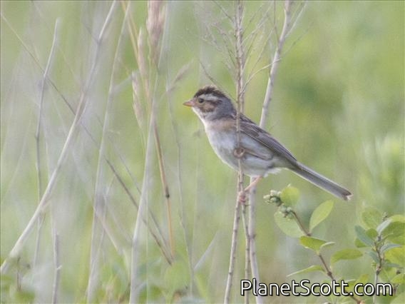 Clay-colored Sparrow (Spizella pallida)