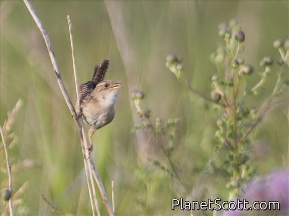 Sedge Wren (Cistothorus platensis)