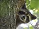 Northern Raccoon (Procyon lotor)