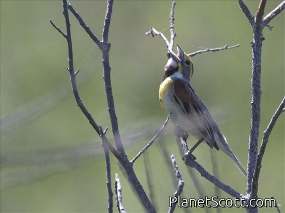 Dickcissel (Spiza americana)
