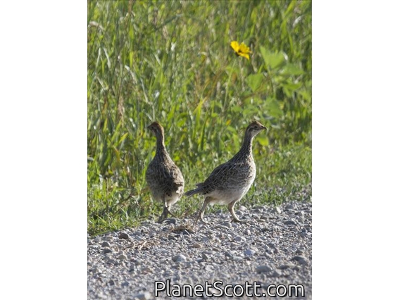 Sharp-tailed Grouse (Tympanuchus phasianellus)