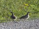 Sharp-tailed Grouse (Tympanuchus phasianellus)