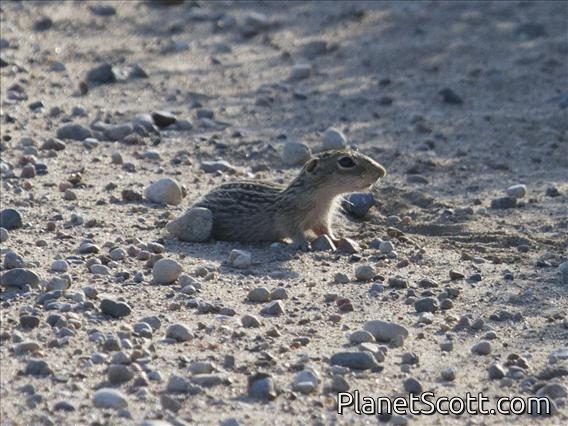 Thirteen-lined Ground Squirrel (Spermophilus richardsonii)