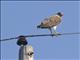 Swainsons Hawk (Buteo swainsoni)