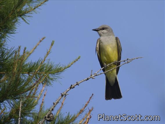 Western Kingbird (Tyrannus verticalis)