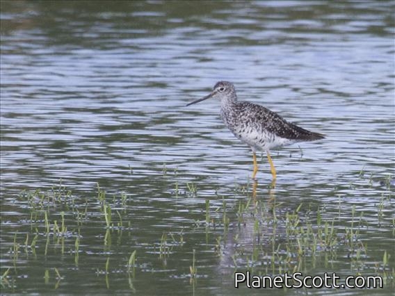 Greater Yellowlegs (Tringa melanoleuca)