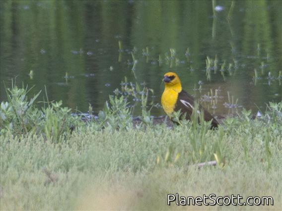 Yellow-headed Blackbird (Xanthocephalus xanthocephalus)