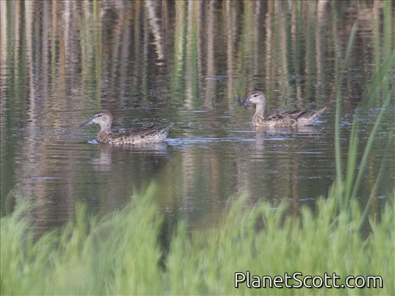 Blue-winged Teal (Spatula discors)