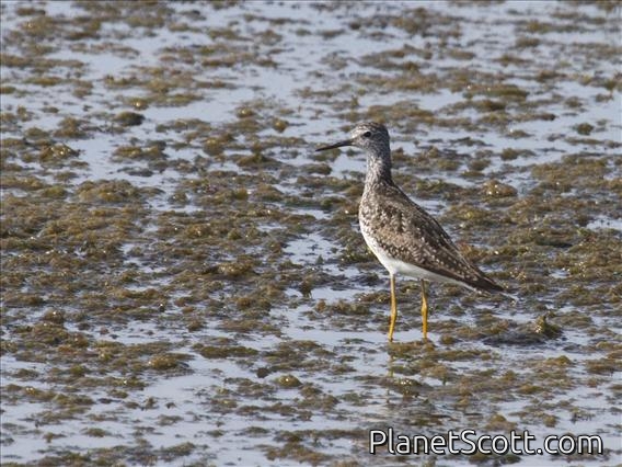 Lesser Yellowlegs (Tringa flavipes)