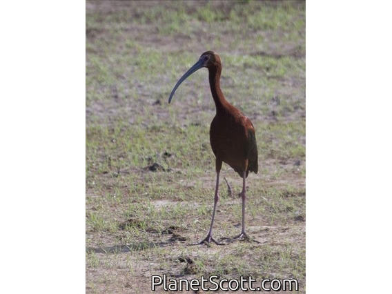 White-faced Ibis (Plegadis chihi)