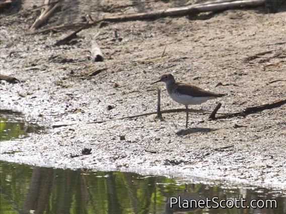 Solitary Sandpiper (Tringa solitaria)