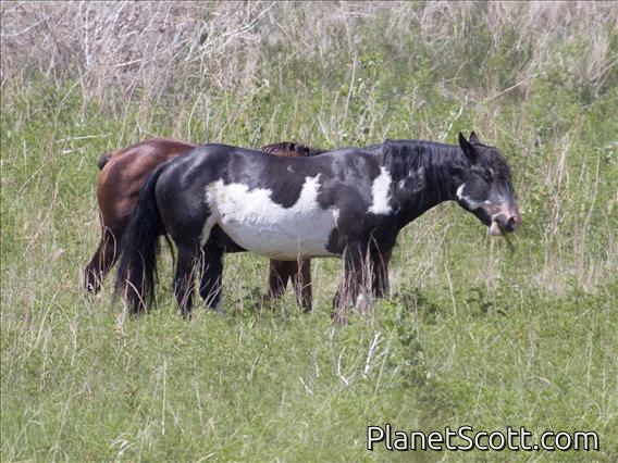 Horse (Equus caballus)