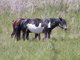 Horse (Equus caballus)