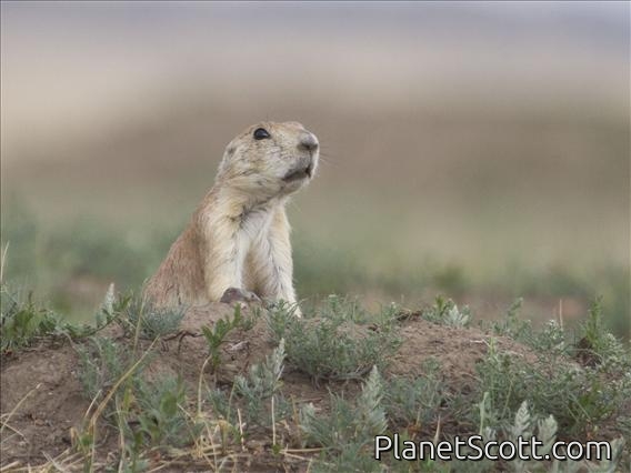 Black-tailed Prairie Dog (Cynomys ludovicianus)